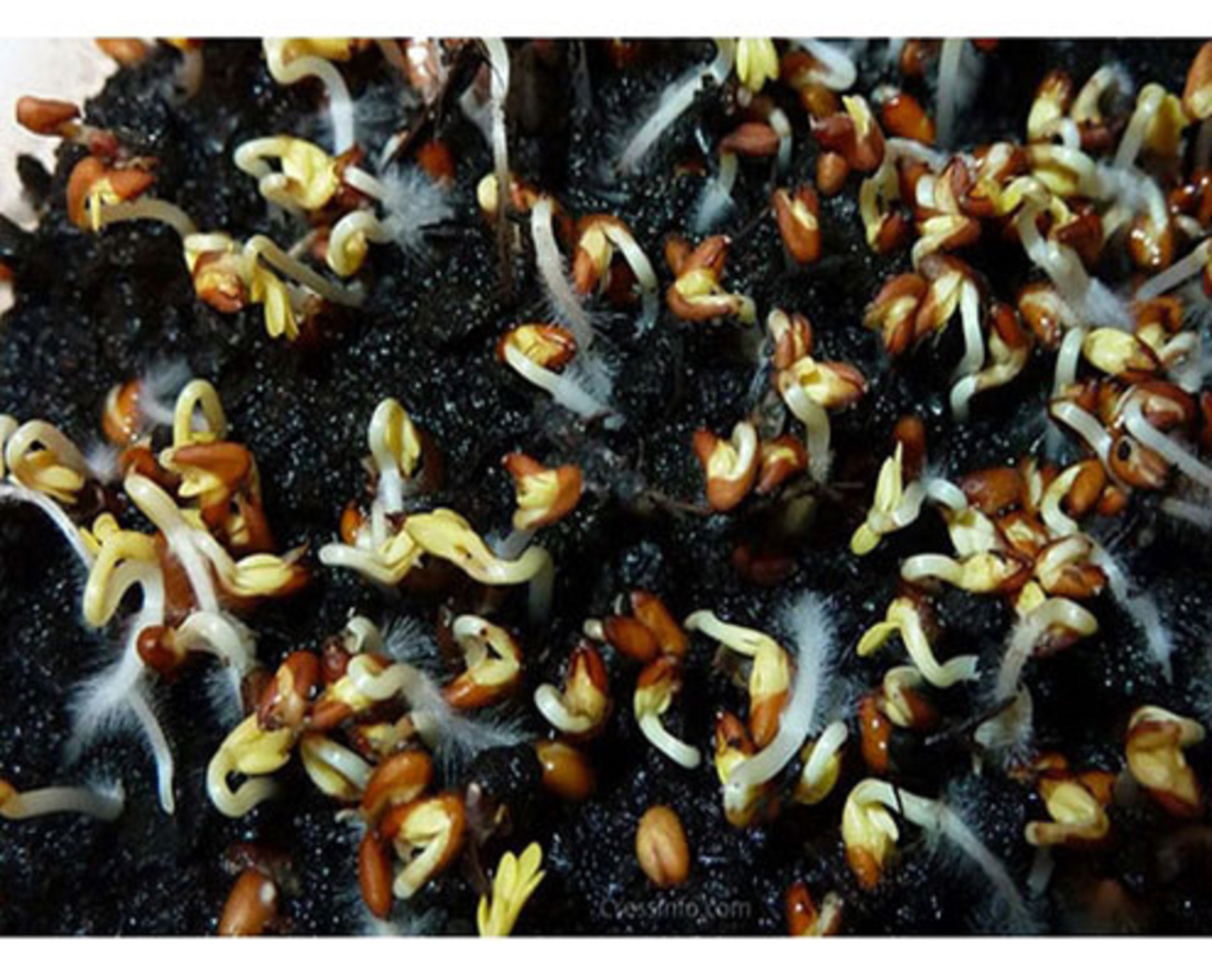 Organic Garden Cress Seeds Planting Shahi بذر شاهی Canada
