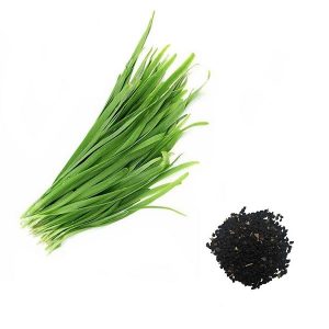 Organic Persian Chives Seeds 500 Tareh Broadleaf Canada بذر تره
