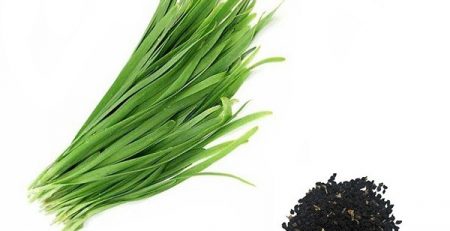 Organic Persian Chives Seeds 500 Tareh Broadleaf Canada بذر تره